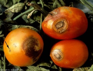 Estos tres frutos maduros dan testimonio de la diversidad de lesiones inducidas por <b> <i> Rhizoctonia solani </i> </b> (<b> <i> Thanatephorus cucumeris </i> </b>) en el tomate.