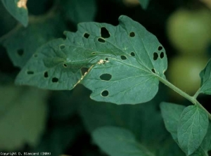 Las perforaciones más o menos circulares y bien cortadas son indicios de parasitismo por orugas de mariposas de la familia <i> Noctuidae </i>.  <b> Orugas desfoliantes </b> (polillas)