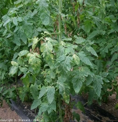 En esta planta de tomate cultivada bajo refugio, han pulido muchos ácaros.  Las hojas más jóvenes son más o menos cloróticas y opacas.  Algunos de ellos están comenzando a necrodearse.  <b> <i> Tetranychus urticae </i> </b>, (ácaro tejedor, araña roja)