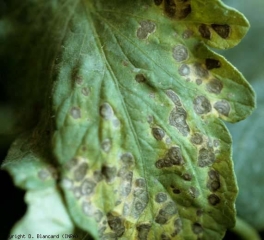 Numerosas manchas marrones redondeadas, con reflejos metálicos y reveladores patrones concéntricos, se han desarrollado entre las venas de la hoja.  Tenga en cuenta que tienen un tamaño homogéneo.  <b> Manchas necróticas indeterminadas </b>