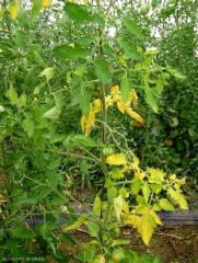 Las plantas afectadas por el marchitamiento por Fusarium tienen sus hojas inferiores que se vuelven amarillas y se marchitan.  <b> <i> Fusarium oxysporum </i> f.  sp.  <i> lycopersici </i> </b> (<i> marchitez por Fusarium </i>)