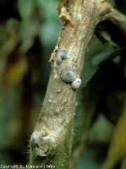 <i> <b> Sclerotinia sclerotiorum </b> </i> (sclérotiniose, moho blanco)