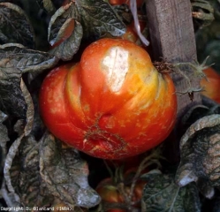 Zona blanca, seca, cóncava en la cara de los frutos expuestos al sol.  <b> Quemaduras de sol </b> (quemaduras de sol, quemaduras de sol)