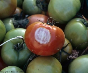 La zona de esta fruta en contacto con un tubo de calefacción se ha vuelto blanquecina y más o menos traslúcida bajo los efectos del calor.  <b> Quemaduras </b>