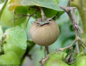 Esta fruta verde severamente afectada está totalmente suberizada y agrietada en la superficie;  el bronce teñido delata un ataque de acariosis bronceada.  <i> <b> Aculops lycopersici </b> </i> (ácaro rojo del tomate)