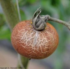 Esta fruta giratoria, de color rosado y sin brillo, está cubierta de grietas superficiales.  <i> <b> Aculops lycopersici </b> </i> (ácaro bronceado, ácaro rojizo del tomate)