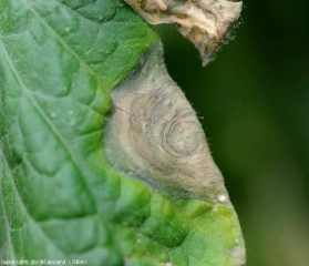 El exceso de humedad permitió que el micelio de <b> <i> Botrytis cinerea </i> </b> penetrara directamente en la cutícula de este folíolo, donde se desarrolló una lesión necrótica en la periferia del limbo.  Además de los patrones concéntricos de color marrón oscuro, está parcialmente cubierto con los conidióforos y conidios de este hongo.  (moho gris)