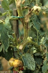 Síntomas en el tallo. <b> <i>Cucumber mosaic virus</i>, CMV</b>