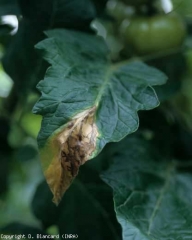 Cuando aparece una lesión al final del limbo, se extiende gradualmente y toma la forma de una llama.  Tenga cuidado de no confundir este síntoma con el causado por <i> Botrytis cinerea </i>.  <b> <i> Didymella lycopercisi </i> </b> (<i> Didymella </i>, <i> Didymella </i> mancha foliar)