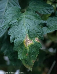 Varias manchas más o menos evolucionadas son visibles dentro del limbo de esta hoja.  <b> <i> Didymella lycopercisi </i> </b> (<i> Didymella </i>, <i> Didymella </i> mancha foliar)