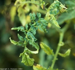 Varios foliolos en el ápice de esta planta son cloróticos, incluso de color amarillo intenso;  tenga en cuenta que algunos también tienen ampollas. <b> <i>Eggplant mottled dwarf virus</i>, EMDV </b>