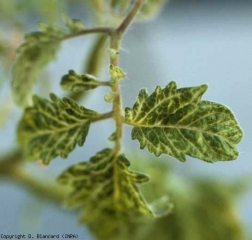 Síntomas en las hojas debido a <b><i>Eggplant mottled dwarf virus</i>, EMDV</b>