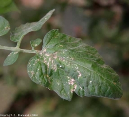 Numerosas lesiones necróticas, de tamaño variable, cubren este folíolo, vinculadas a la presencia de trips, aquí <i> Frankliniella occidentalis </i>.