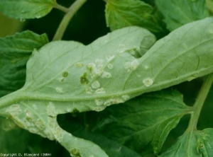 Numerosas islas de células hinchadas por el agua se han formado localmente en la parte inferior del limbo de esta hoja.  Algunos de ellos tienen un aspecto húmedo a grasoso.  <b> Intumescencias </b> (edema)