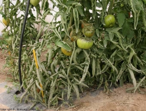 En estas plantas, las hojuelas están particularmente enrolladas y dan a su parte inferior un aspecto muy característico.  <b> Rollo de hojas fisiológico </b>