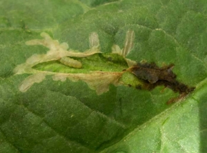 Daño al folíolo de una larva de <i> <b> Tuta absoluta </b> </i>.