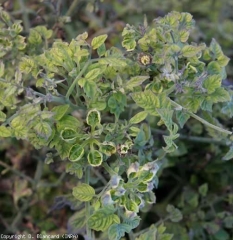 Las puntas de esta planta muestran un tallo rígido y grueso y entrenudos muy cortos.  Los folletos son pequeños y en forma de cuchara.  <b> <i> Candidatus </i> Phytoplasma solani </b> (stolbur)