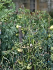 phytoplasma_tomate_DB_482