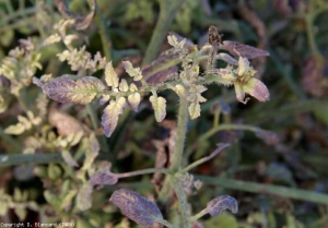 En determinadas condiciones, los tejidos de los órganos infectados adquieren un tinte púrpura (coloración antocianina).  Además, los folíolos también son cloróticos.  <b> <i> Candidatus </i> Phytoplasma solani </b> (stolbur)