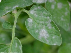 Bajo las manchas de mildiú polvoriento más avanzadas, la lámina de la hoja comienza a necrosis, las lesiones necóricas negruzcas discretas son apenas visibles <b> <i> Oidium neolycopersici </i> </b> (mildiú polvoroso).