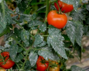 Daño generalizado por <b> <i> Oidium neolycopersici </i> </b> (mildiú polvoroso) en todas las hojas de esta planta de tomate.