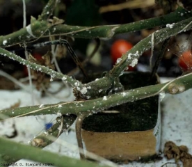 Seudomusgo blanco correspondiente a <b> <i> Pseudococcus viburni </i> </b> (cochinilla, cochinillas) en la base de esta planta de tomate.