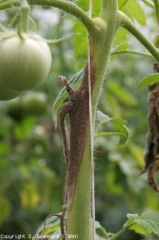 Cancro joven en el tallo de <i> <b> Botrytis cinerea </b> </i>.  Este último ha esporulado fuertemente sobre la lesión.  (moho gris, moho gris)