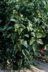 Muchas hojas de esta planta tienen folíolos más o menos cloróticos, el virus ya está en su lugar.<b><i>Tomato chlorosis virus</i>, ToCV</b>