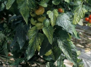 El color amarillento que se produce entre las nervaduras de la lámina de la hoja está ahora bien marcado y, por tanto, es fácilmente visible. <b><i>Tomato chlorosis virus</i>, ToCV</b>