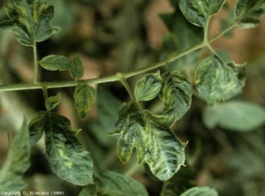 Además de estar en mosaico, varios folletos son pequeños y tienen una hoja más dentada.<b><i>Tomato mosaic virus</i>, ToMV</b>