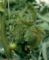 Numerosas lesiones necróticas, de pequeñas dimensiones, provocan el amarilleamiento de la lámina de estos folíolos y le dan un tinte bronceado. <b><i>Tomato spotted wilt virus</i>, TSWV</b>