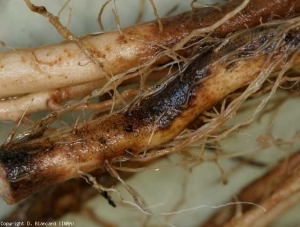 En esta porción de la raíz, se pueden percibir fácilmente las potencialidades parasitarias de <b> <i> Colletotrichum coccodes </i> </b> (puntos negros).  las lesiones marrones profundas progresan hacia el cotex.
