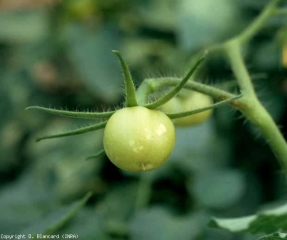 Varios halos blancos difusos, bastante circulares, son visibles en esta fruta verde.  Nótese la presencia de una lesión puntiforme en cada uno de ellos, correspondiente al sitio de oviposición de <b> <i> Frankliniella occidentalis </i> </b> (trips)