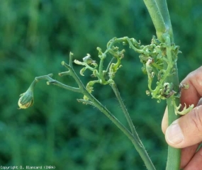 Esta hoja y folíolos más pequeños y gruesos están particularmente rizados y arrugados.  <b> Fitotoxicidad </b> (efectos de plaguicidas, daños por plaguicidas)