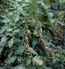 También encontramos en esta hoja de tomate una distribución unilateral de folíolos marchitos y marchitos, característica de la enfermedad vascular.  <b> <i> Clavibacter michiganensis </i> subsp.  <i> michiganensis </i> </b> (cancro bacteriano)