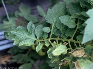 En esta planta de tomate, muchos folíolos solo muestran un amarillamiento más o menos sectorial, a veces acompañado de sequedad periférica en el origen del rizado de la hoja.  <b> <i> Clavibacter michiganensis </i> subsp.  <i> michiganensis </i> </b> (cancro bacteriano)