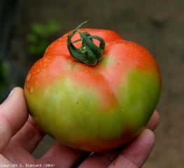 marbrure_tomate_DB_647