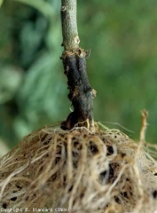 La corona de esta planta de tomate tiene una lesión negra y húmeda.  Las raíces cercanas son marrones y desgastadas.  <i> <b> Phytophthora nicotianae </b> </i> (<i> Phytophthora </i> pudrición de la corona y la raíz)