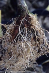En esta planta más vieja, las raíces cerca de la parte inferior del tallo son marrones y podridas.  La podredumbre ganó gradualmente el cuello que adquirió un tinte negruzco.  <i> <b> Phytophthora nicotianae </b> </i> (<i> Phytophthora </i> pudrición de la corona y la raíz)