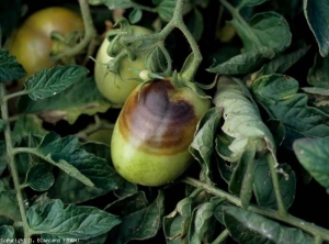 Tenga en cuenta que <i> <b> Phytophthora nicotianae </b> </i> induce anillos marrones irregulares en los frutos, que son más o menos festoneados y tienen patrones concéntricos que recuerdan a un objetivo.  (<i> Phytophthora </i> pudrición de la corona y la raíz)