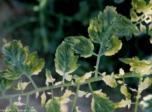 Después de volverse amarilla, la lámina de la hoja severamente decolorada puede adquirir un tinte blanco.  <b> Fitotoxicidad </b> (lesiones por herbicidas)