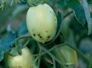 Pequeñas manchas negras en frutos verdes.  <b> <i> Pseudomonas syringae </i> pv.  <i> tomate </i> </b> (moteado, mota bacteriana)