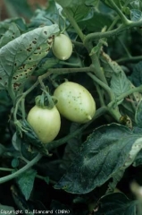 Estos frutos revelan lesiones punteadas negras que recuerdan al excremento de las moscas.  <b> <i> Pseudomonas syringae </i> pv.  <i> tomate </i> </b> (mota, mancha bacteriana)