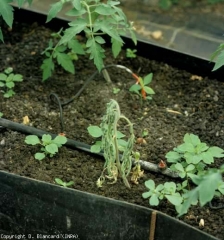 La bacteriosis ahora está bien establecida en esta plántula que se ha marchitado por completo y pronto se secará.  <b> <i> Ralstonia solanacearum </i> </b> (marchitez bacteriana)