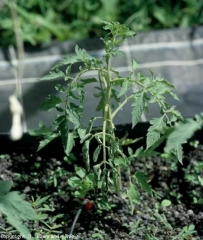 La marchitez bacteriana está empezando a aparecer en esta plántula de tomate.  Una sola hoja muestra un marcado marchitamiento.  <b> <i> Ralstonia solanacearum </i> </b> (marchitez bacteriana)