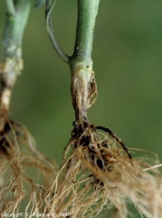 Un cancro pardusco, bastante seco y bien definido, rodea la base de estas plantas de tomate.  <i> <b> Rhizoctonia solani, Thanatephorus cucumeris </b> </i> (<i> Rhizoctonia </i> cancro del tallo basal)