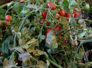 Daño debido a <b><i>Tomato chlorotic dwarf viroid</i></b>, TCDVd