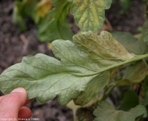 La parte inferior de la lámina de la hoja muestra el mismo tinte bronce.  <b> <i> Aculops lycopersici </i> </b> (ácaro bronceado, ácaro rojo del tomate)