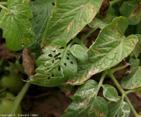 En estos foliolos de tomate se nota la presencia de numerosas minas, pero en uno de ellos la hoja es devorada por un <b> noctuido </b>.