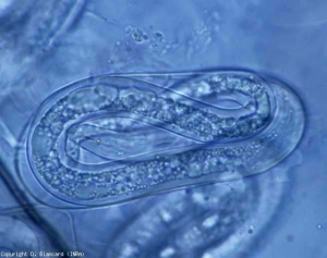 Además de las hembras, la presencia de nematodos adultos o larvas jóvenes provistas de un estilete confirma un ataque de <b> <i> Meloidogyne </i> spp. </b> (nematodos agalladores, nematodos agalladores)